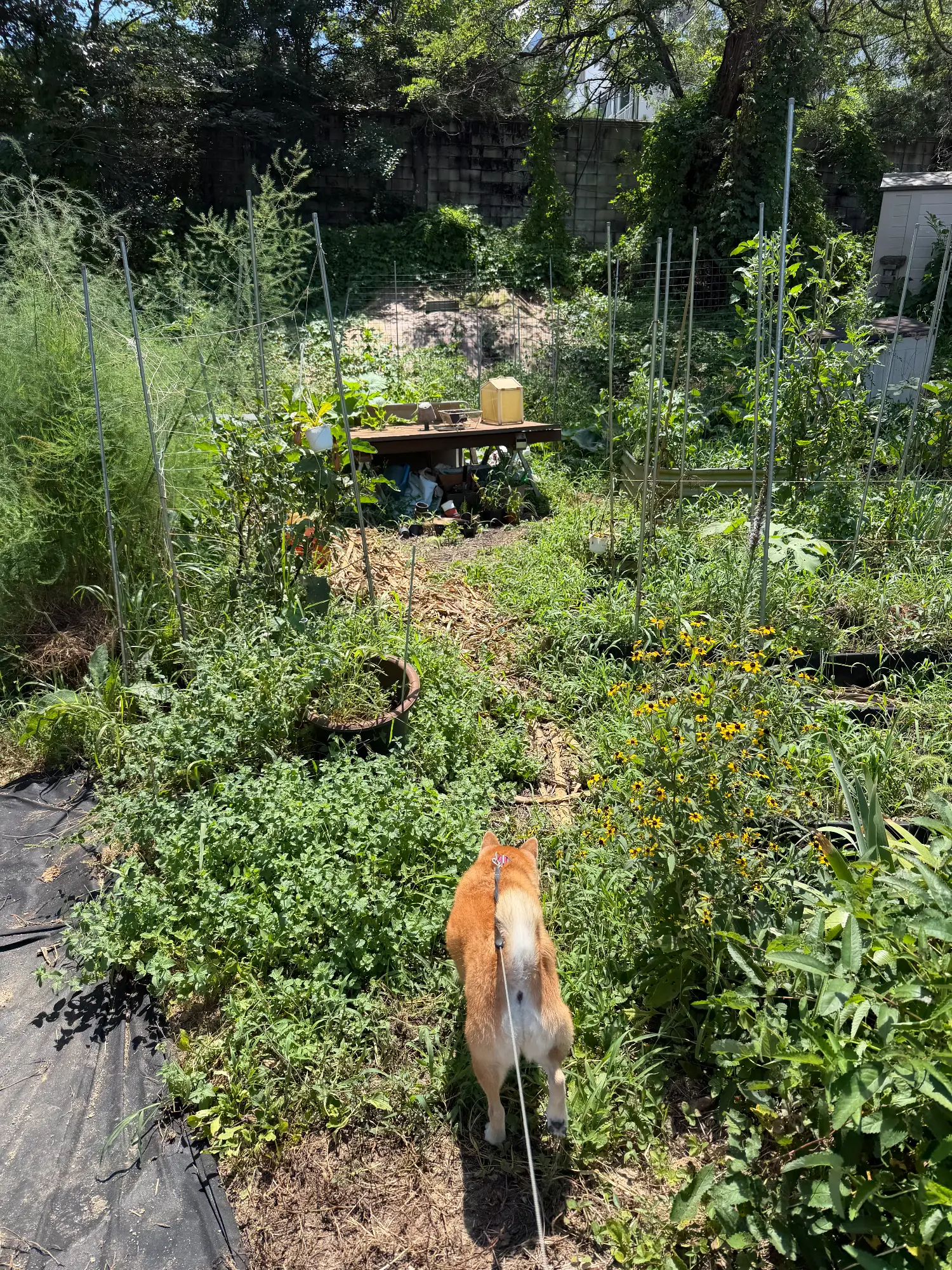 Bori the dog in my garden